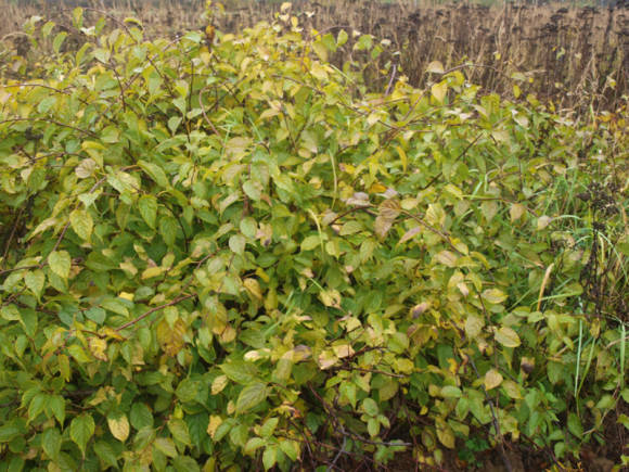 Actinidia kolomikta in bushy form Enish