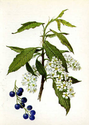 Fuglekirsebær almindelig. Kunstner A.K. Shipilenko