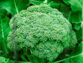 Elegir variedades de brócoli para el jardín.