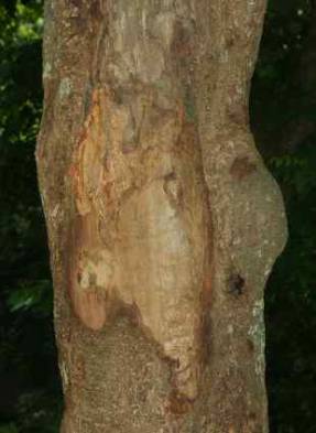 Ceylon kaneel (Cinnamomum ceylanicum)