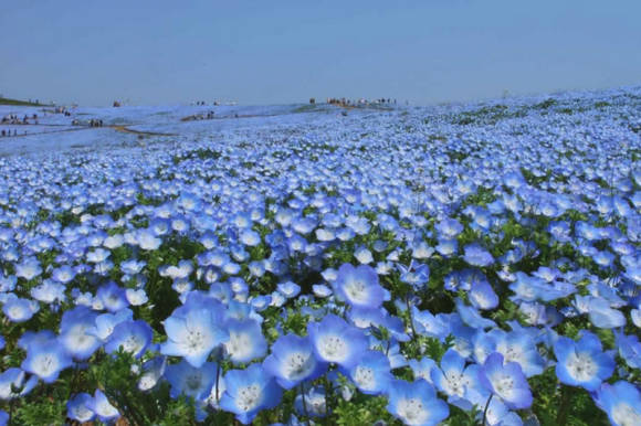 Hitachi Seaside Park (photo from the official website)