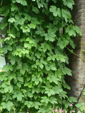 Common hops (Humulus lupulus)