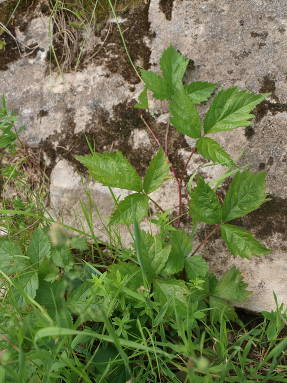 Gewone hop (Humulus lupulus) in de natuur van de Oeral