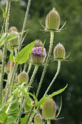 Teasel sowing