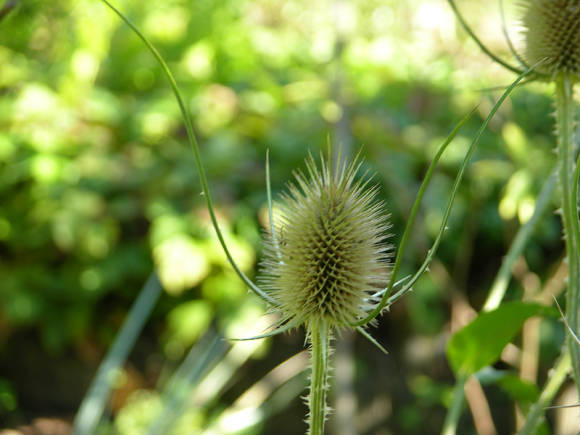 Teasel sowing