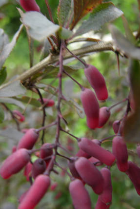 Common barberry Seedless