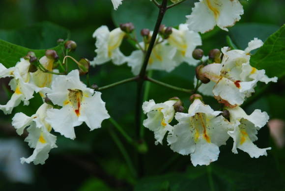 Catalpa bignoniform, kukkiva