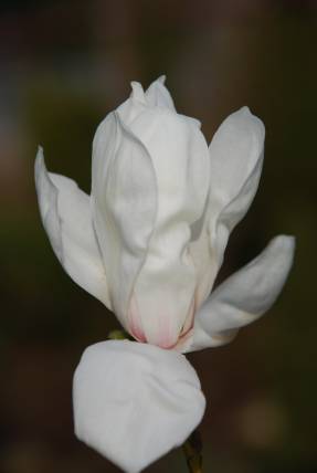 Magnolia cobus