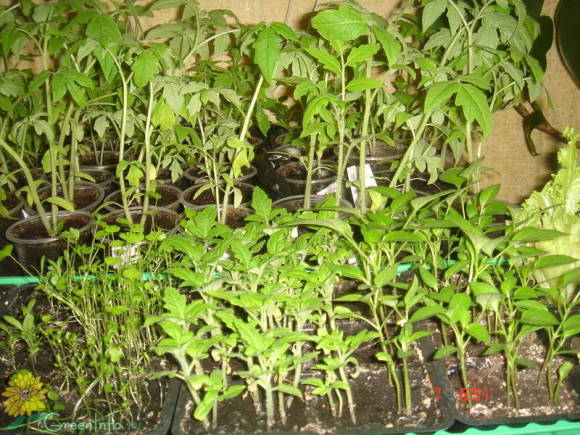Amatør frøplanter af tomater. Foto fra GreenInfo.ru forum