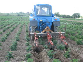 Cultiu de plantació de tomàquets
