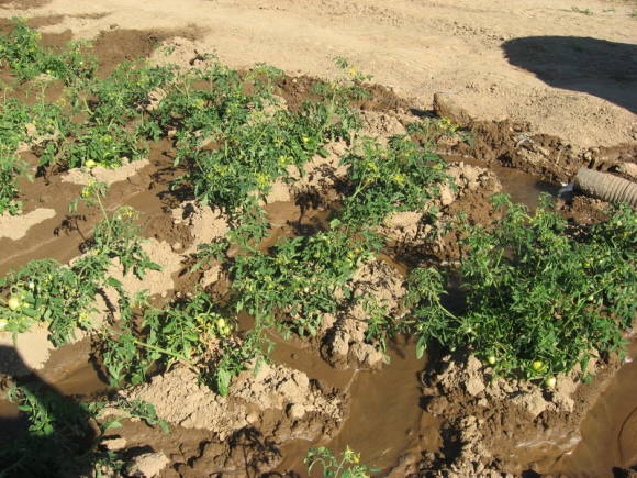 Furrow irrigation of tomatoes - large water losses