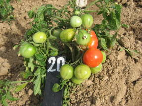 The beginning of the ripening of tomatoes