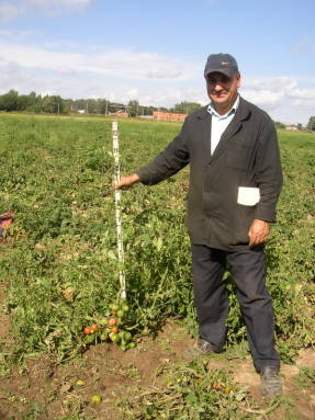 Tomaten telen in het open veld van de regio Moskou