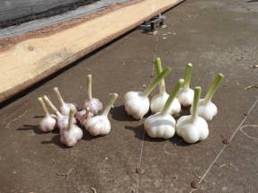 For size comparison: on the right - winter garlic, on the left - multi-primordial.