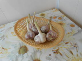 Multilayer garlic