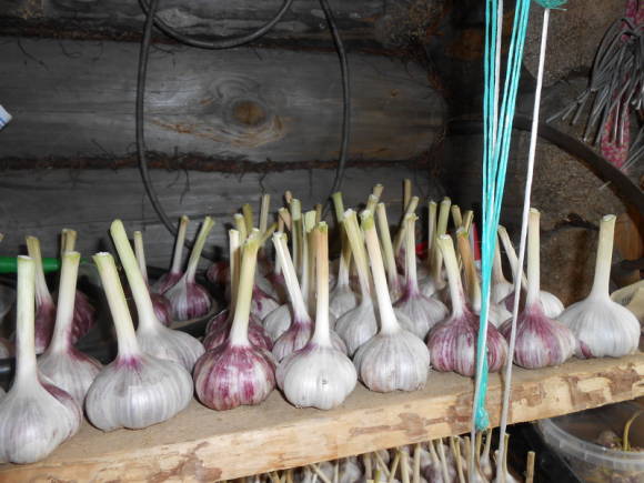 Harvest of winter garlic. The intermediate stage of storage is under a canopy.