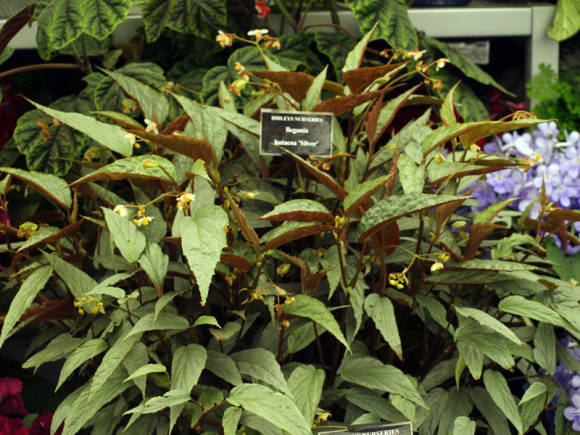 Begonia hatacoa Silver
