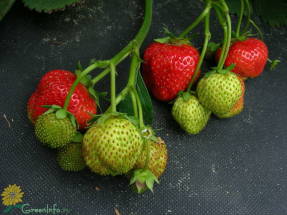 Strawberry remontant