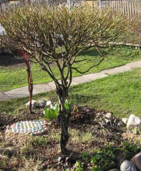 Willow bonsai, spring