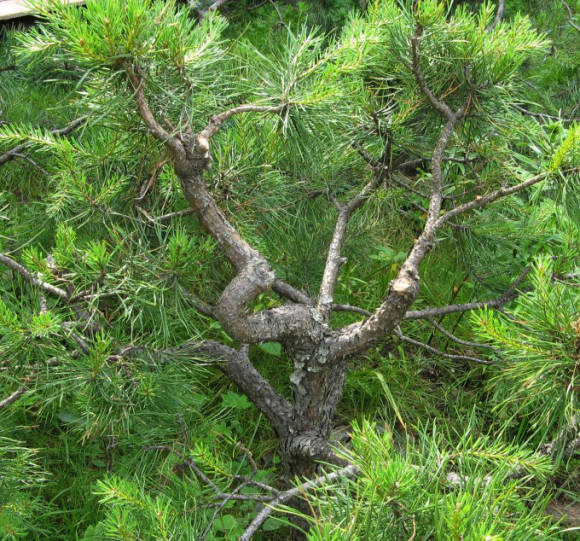 Männyn bonsai