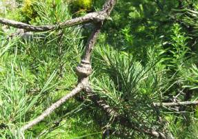 Pine bonsai