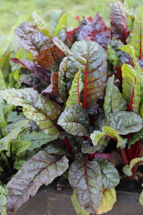 Red-peted chard