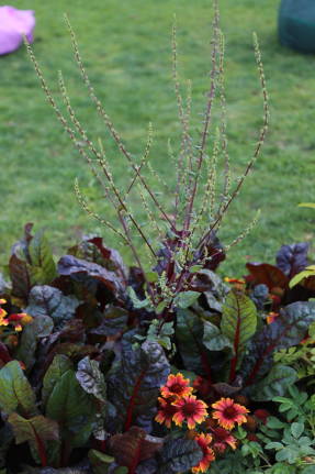 Verdura de bledes i quinoa en un hort decoratiu