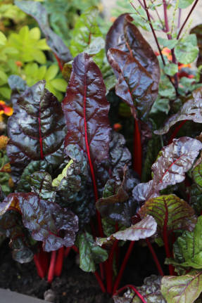 Chard red in a decorative garden