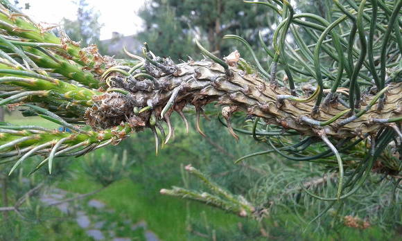Shoots deformed by a pine twirl