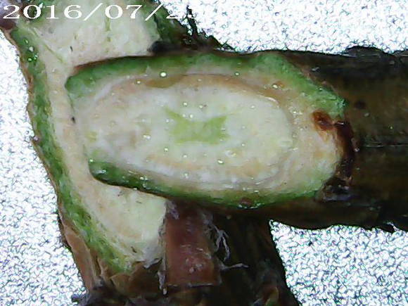 Tissue necrosis on a pine shoot