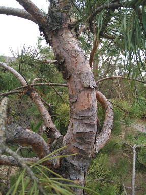 Un pino que ha tenido una piña a la edad de 4 años.