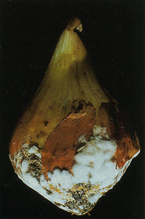 Podredumbre blanca en cebollas