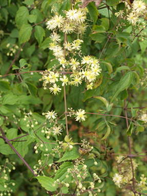 Short-tailed clematis