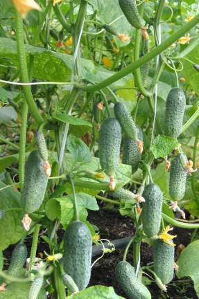 Cucumber F1 Buyan