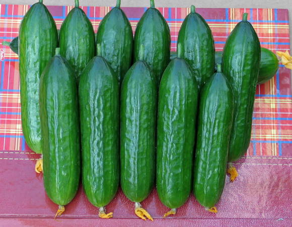 Cucumber F1 Bukhara