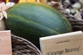 Melon Orange Beauty