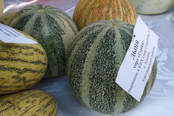 Melon Gurbek (winter cassaba)
