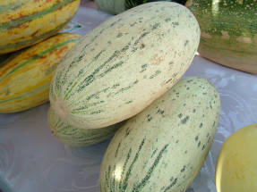 Melon Mirzachuyskaya (Amerika)