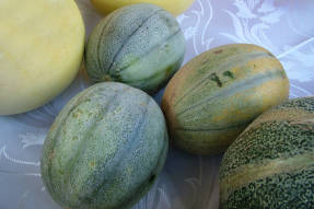 Melon Kiwi (sortstype Khandalyak Dessertnaya)