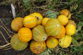 Melon Sheker (variety Khandalyak)
