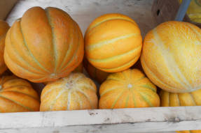 Melon etiopisk (Cantaloupe-kultivaren Charente)