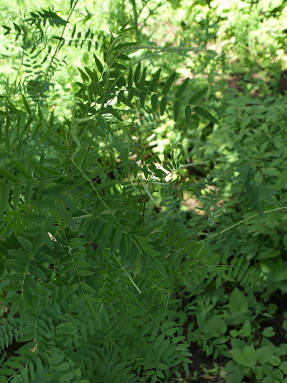 Alppien pennyweed (Hedysarum alpinum)