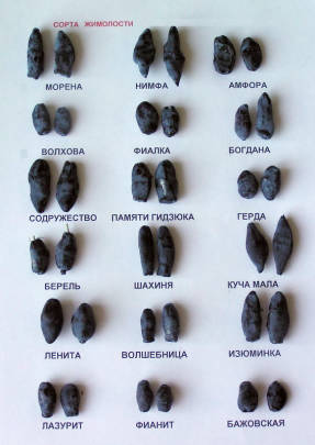 Honeysuckle frukt form av forskjellige varianter
