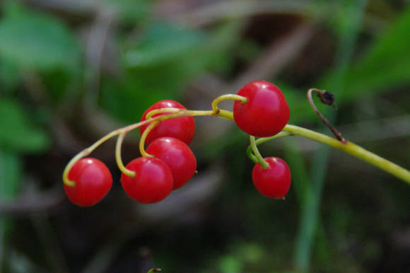 قد زنبق الوادي (Convallaria majalis) ، ثمار