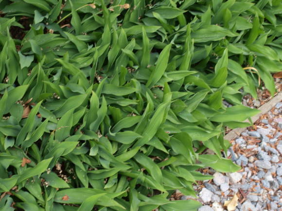 As folhas são a principal matéria-prima medicinal do lírio-do-vale