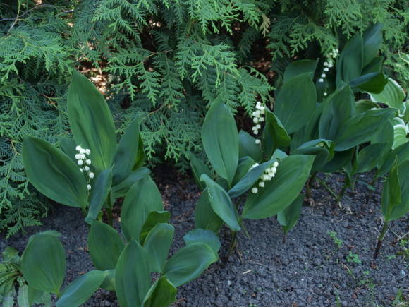 قد زنبق الوادي (Convallaria Majalis)