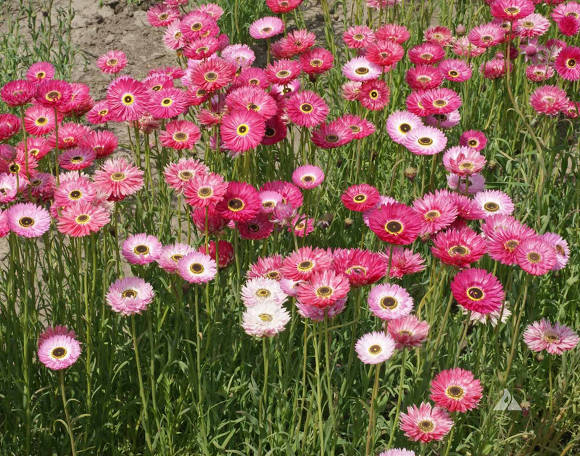 Acroclinum pink – Australijos džiovintos gėlės