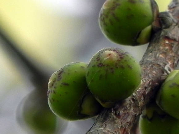 Pyhä ficus (Ficus religiosa), pseudohedelmät - Siconia