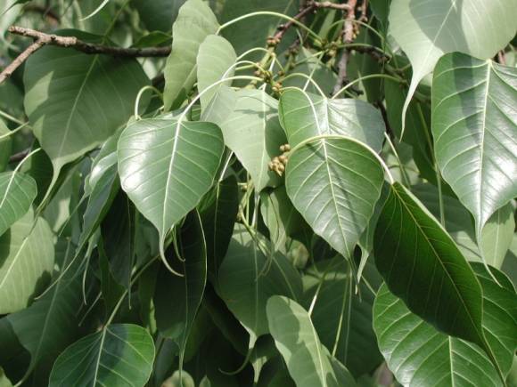 Ficus sacred (Ficus religiosa), గీసిన చిట్కాతో ఆకులు