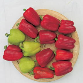 Sweet pepper Eroshka